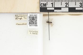 Media type: image;   Entomology 777488 Aspect: Labels